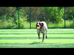 Φωνητικό πορτοκαλί για σκυλιά